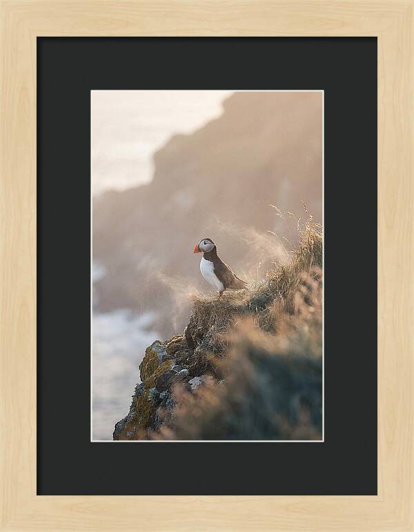 Puffin Perched On Coastal Cliff