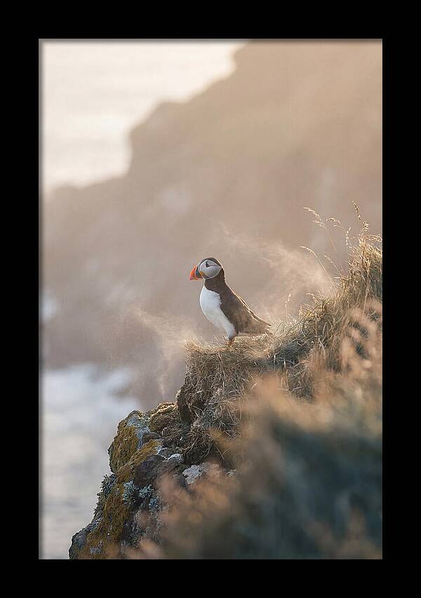 Puffin Perched On Coastal Cliff