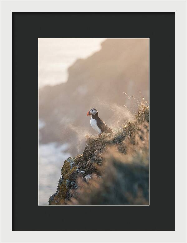 Puffin Perched On Coastal Cliff