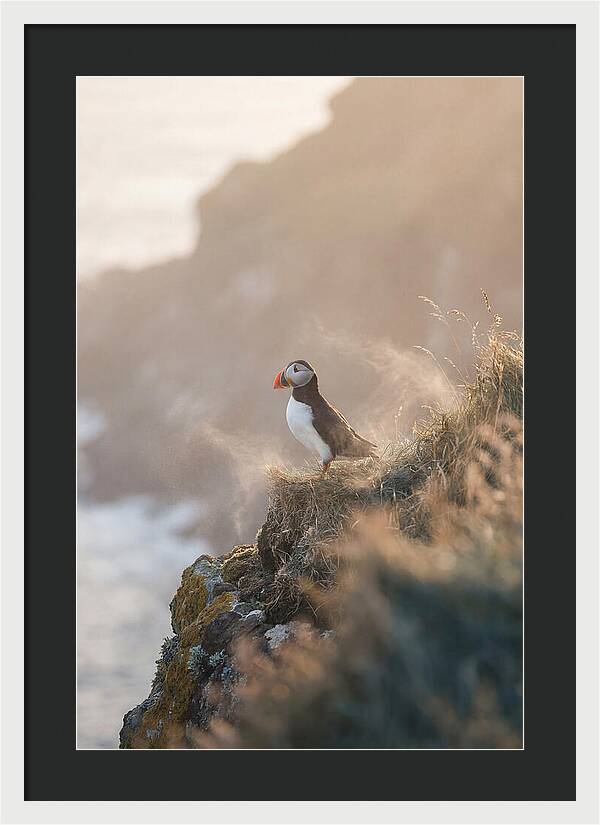 Puffin Perched On Coastal Cliff
