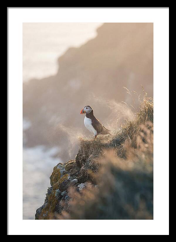 Puffin Perched On Coastal Cliff