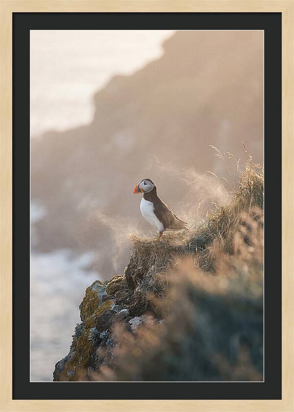 Puffin Perched On Coastal Cliff