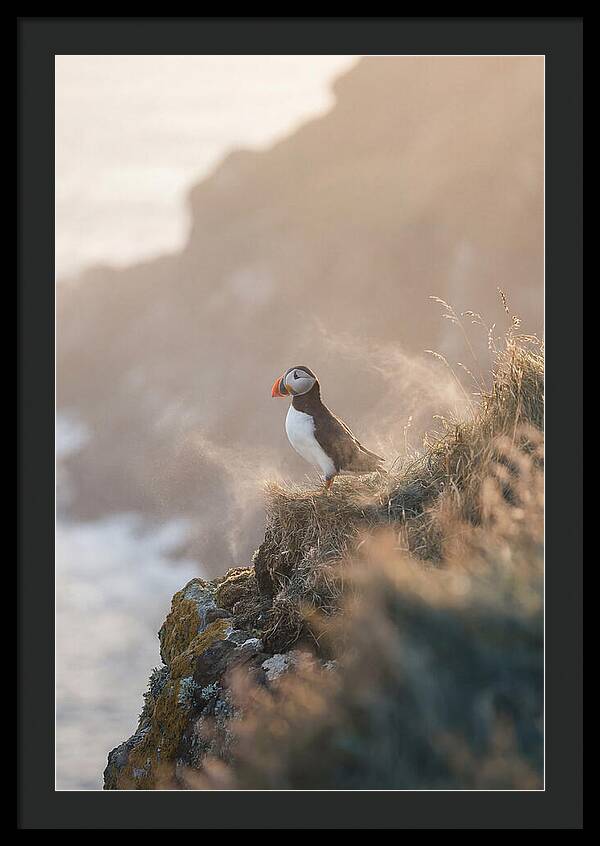 Puffin Perched On Coastal Cliff