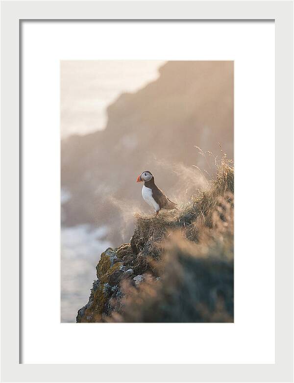 Puffin Perched On Coastal Cliff