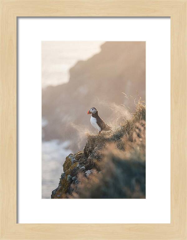 Puffin Perched On Coastal Cliff
