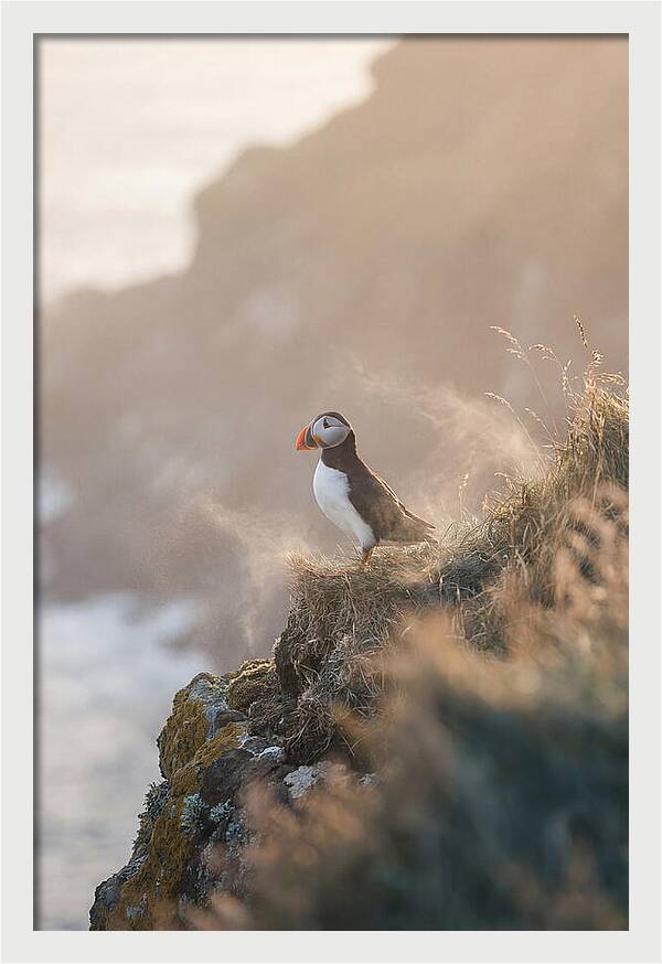 Puffin Perched On Coastal Cliff