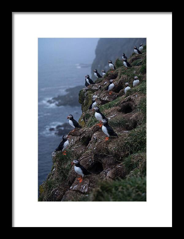 Puffins At Sunrise