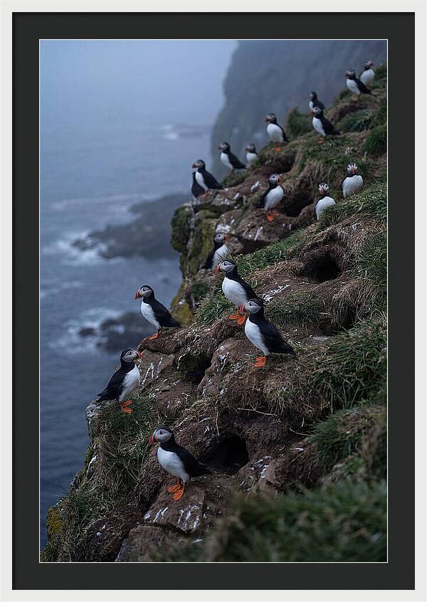 Puffins At Sunrise