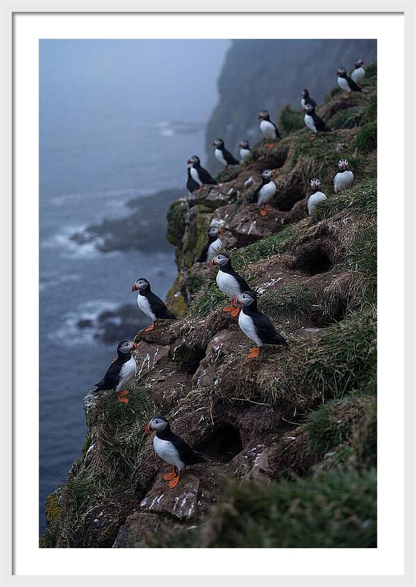 Puffins At Sunrise