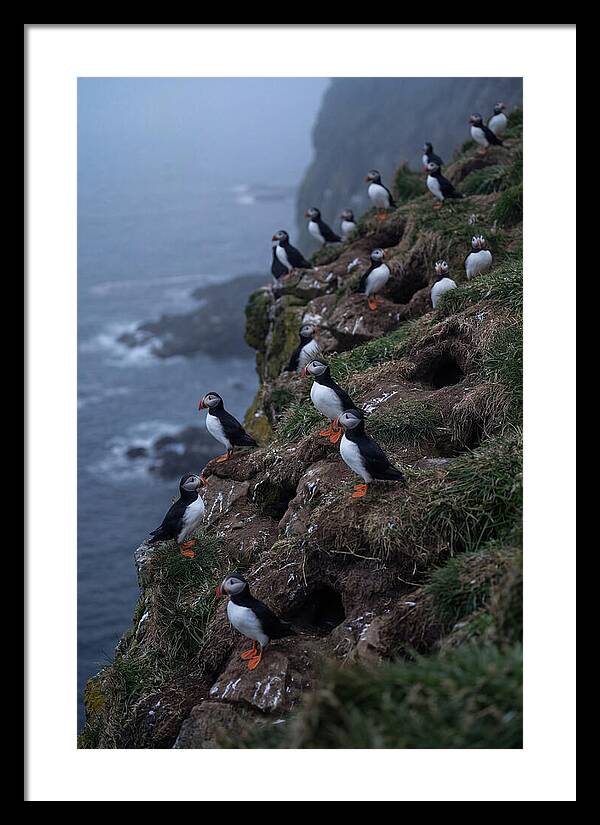 Puffins At Sunrise