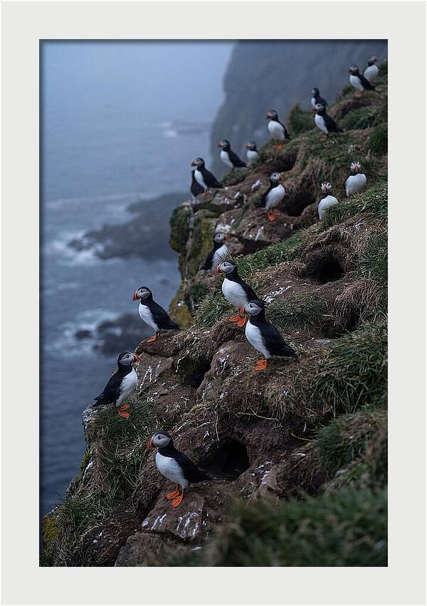 Puffins At Sunrise