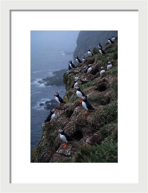 Puffins At Sunrise