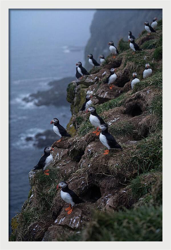 Puffins At Sunrise