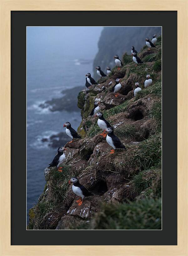 Puffins At Sunrise