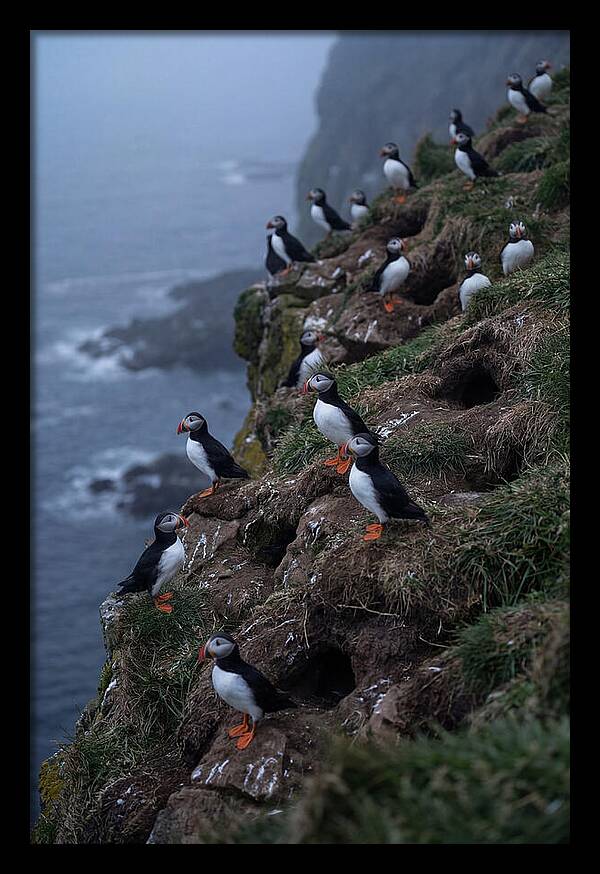 Puffins At Sunrise