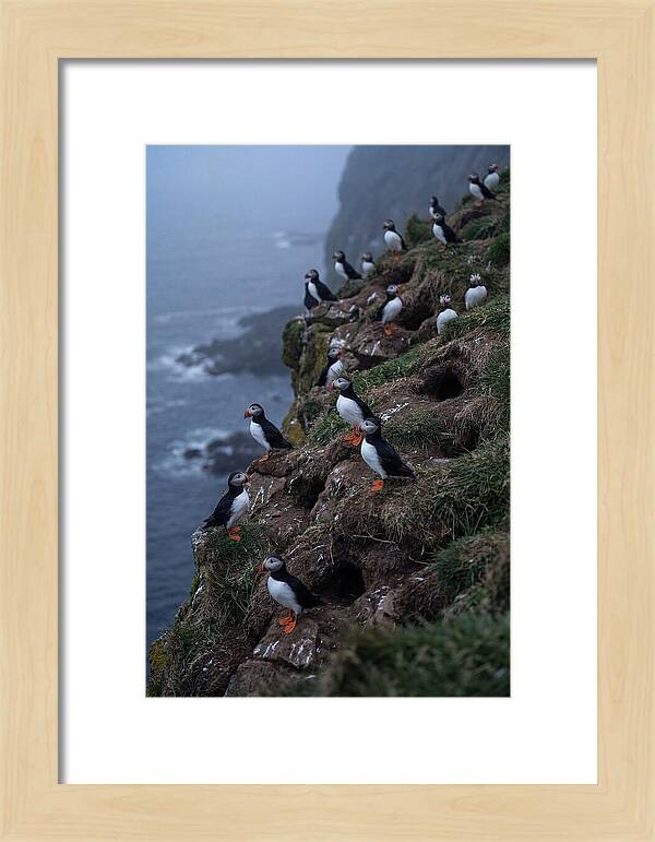 Puffins At Sunrise