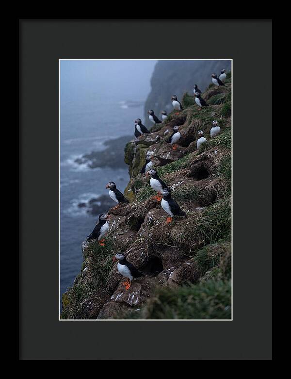 Puffins At Sunrise