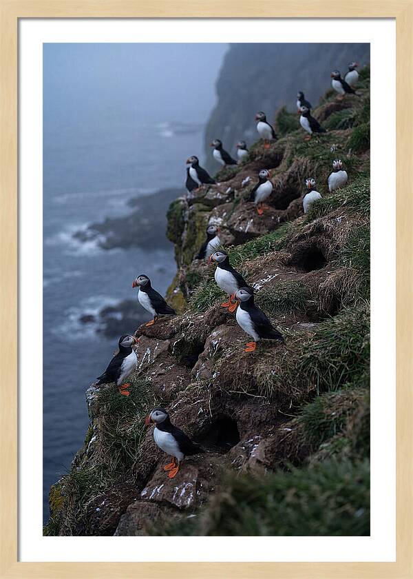 Puffins At Sunrise