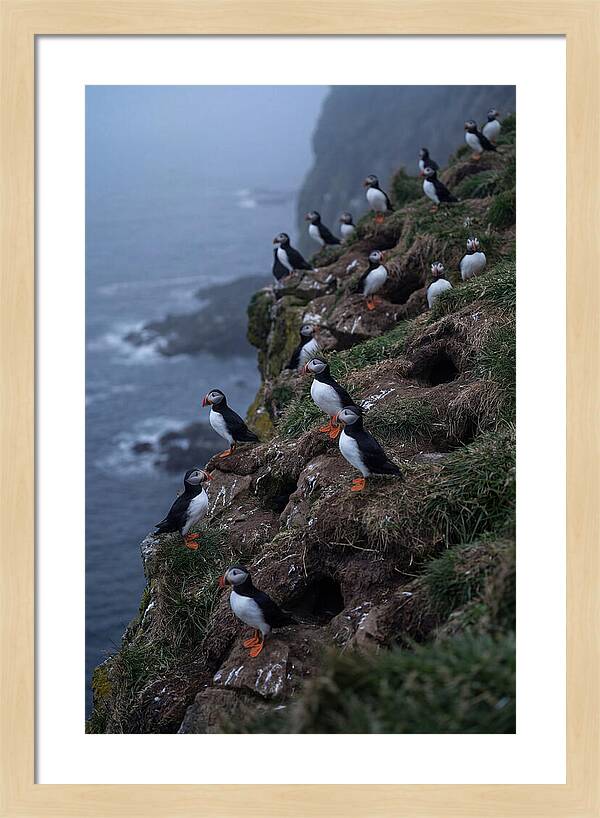 Puffins At Sunrise