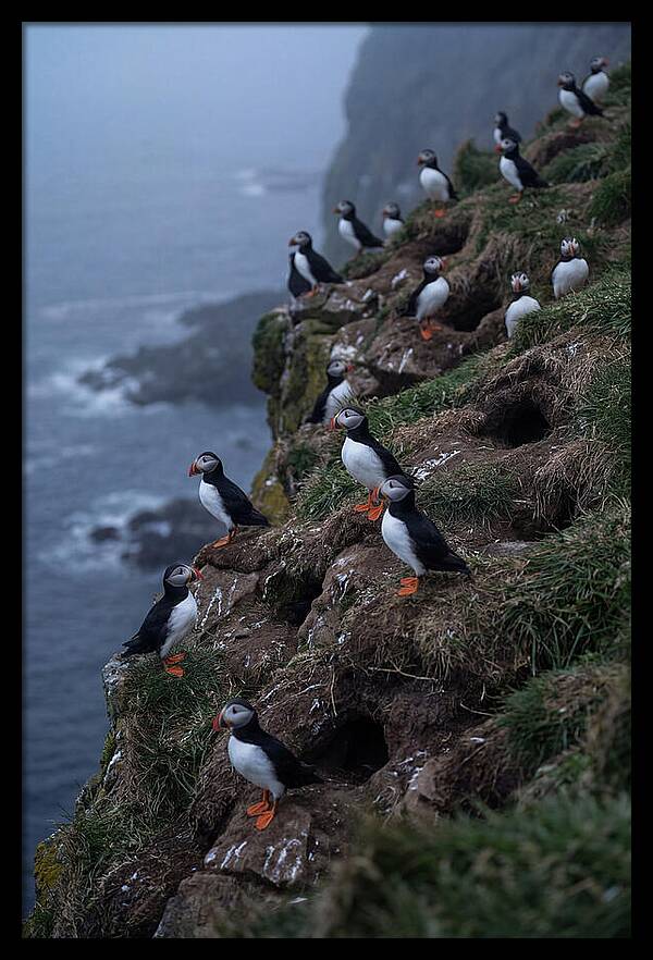 Puffins At Sunrise