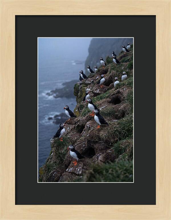 Puffins At Sunrise