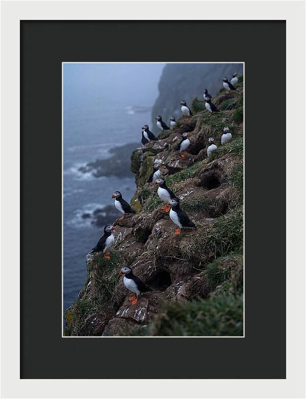 Puffins At Sunrise