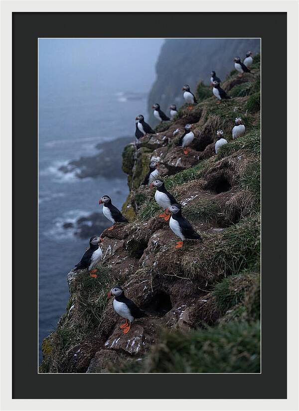 Puffins At Sunrise