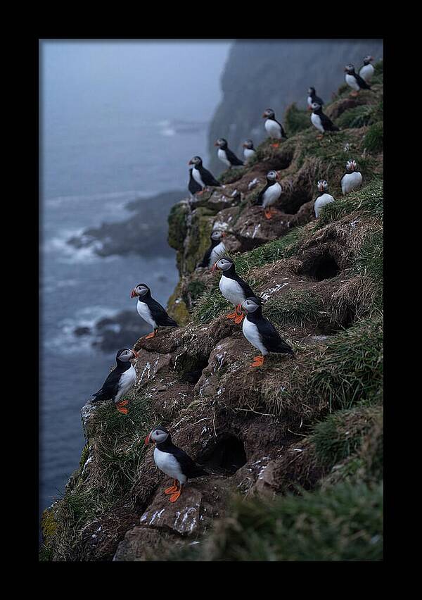 Puffins At Sunrise