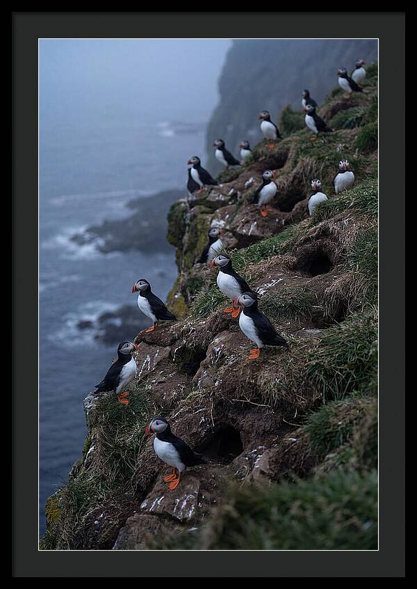 Puffins At Sunrise