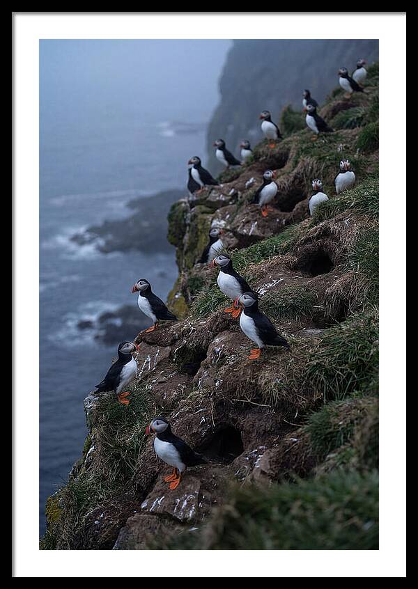 Puffins At Sunrise