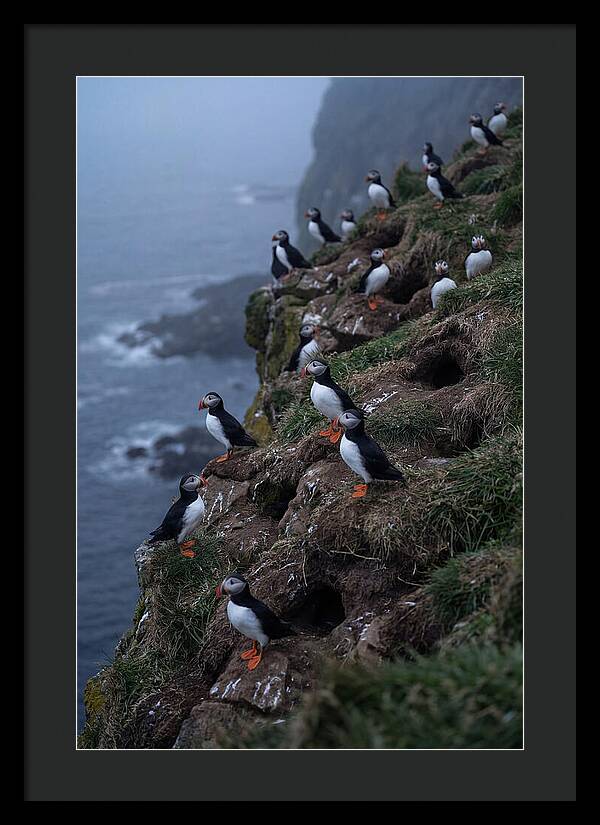 Puffins At Sunrise