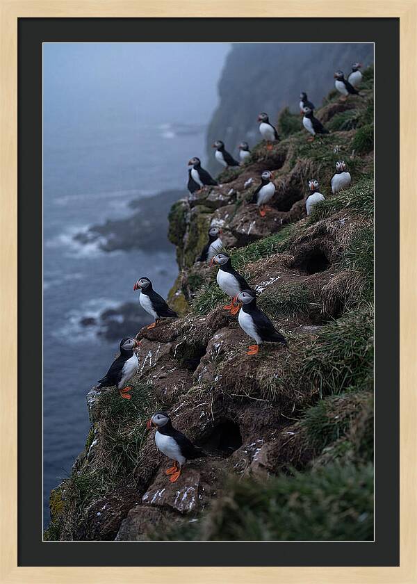 Puffins At Sunrise