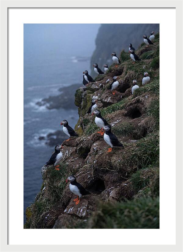 Puffins At Sunrise
