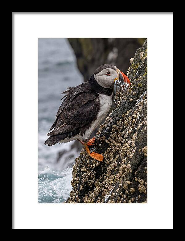 Puffins Bounty A Coastal Delight