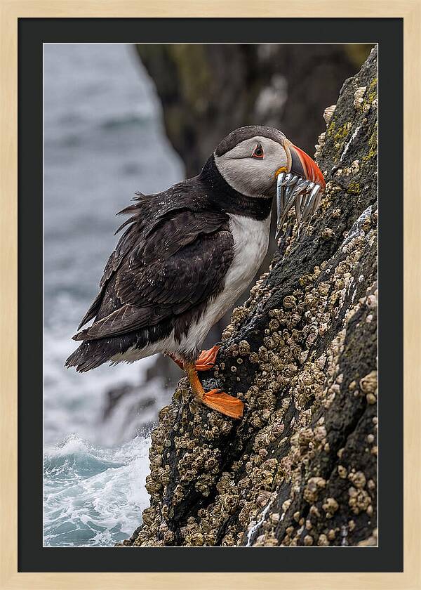 Puffins Bounty A Coastal Delight