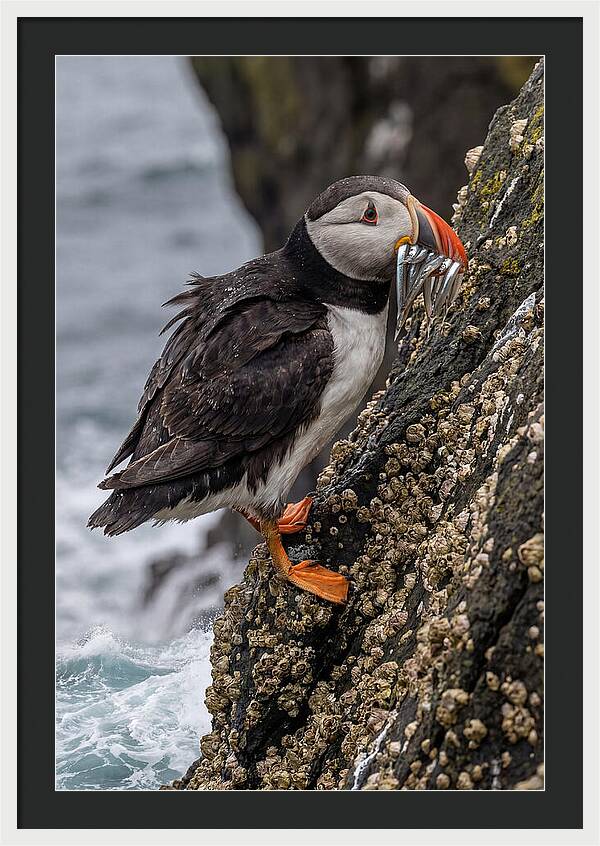 Puffins Bounty A Coastal Delight