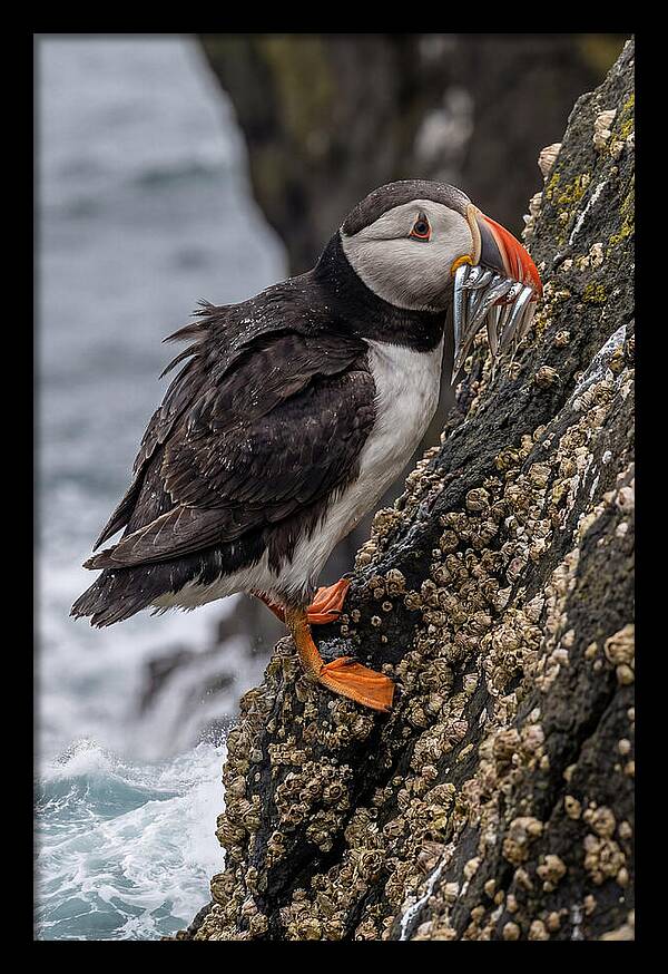 Puffins Bounty A Coastal Delight