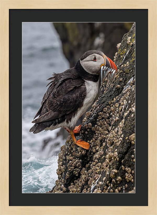 Puffins Bounty A Coastal Delight
