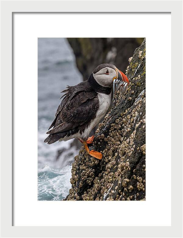 Puffins Bounty A Coastal Delight