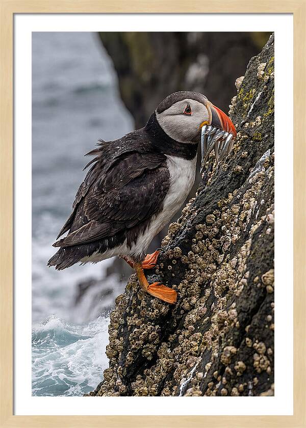 Puffins Bounty A Coastal Delight