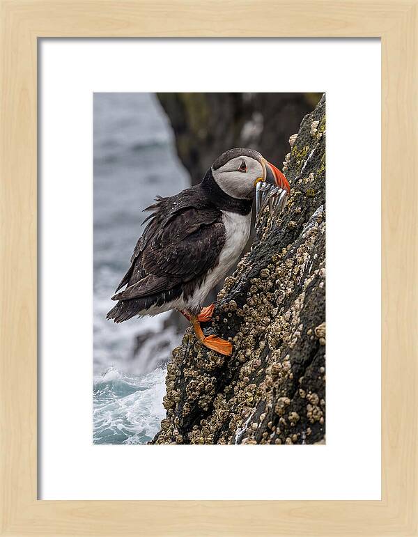 Puffins Bounty A Coastal Delight