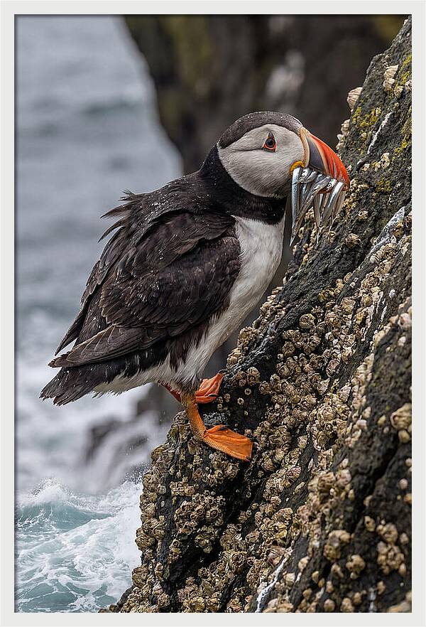 Puffins Bounty A Coastal Delight