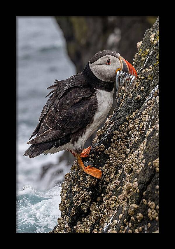 Puffins Bounty A Coastal Delight