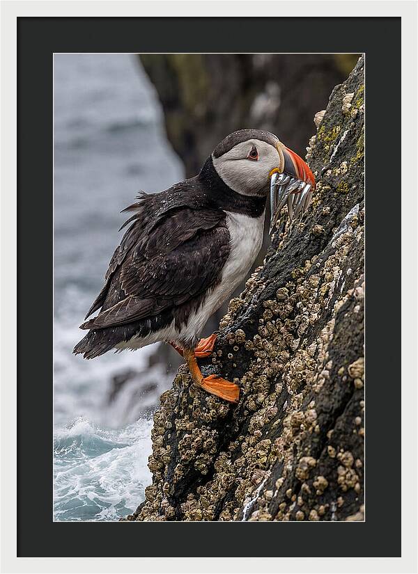 Puffins Bounty A Coastal Delight