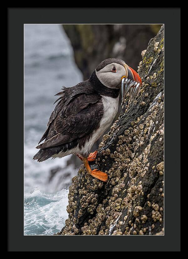 Puffins Bounty A Coastal Delight