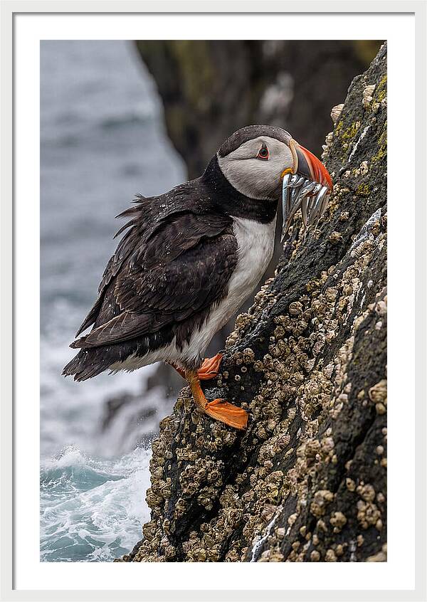 Puffins Bounty A Coastal Delight