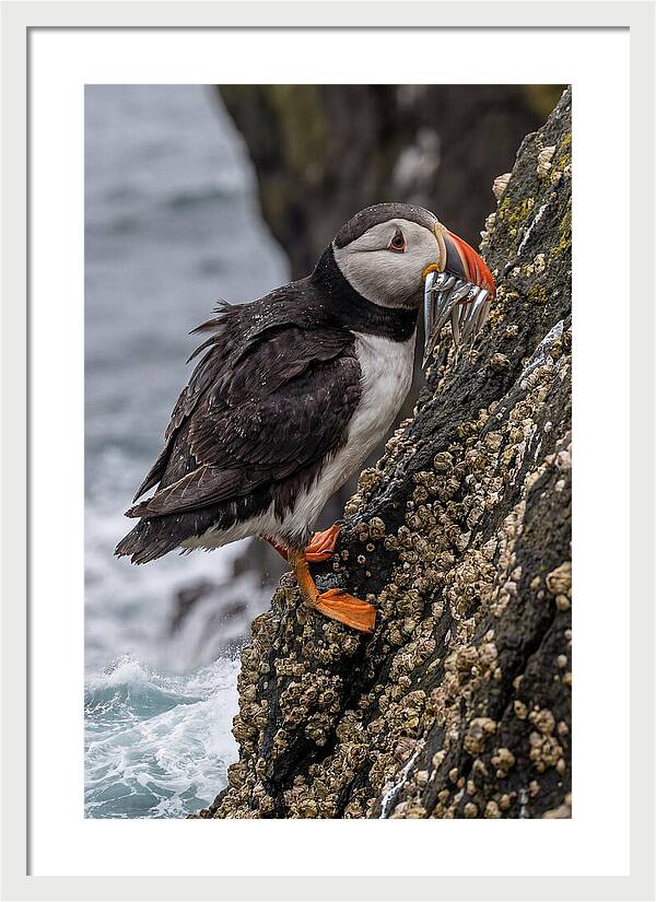 Puffins Bounty A Coastal Delight