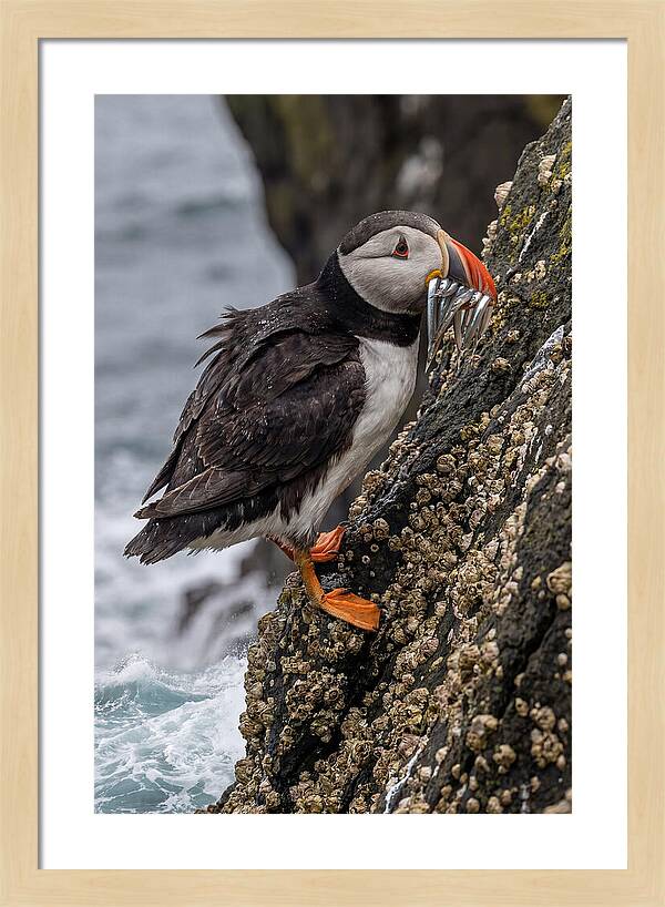 Puffins Bounty A Coastal Delight