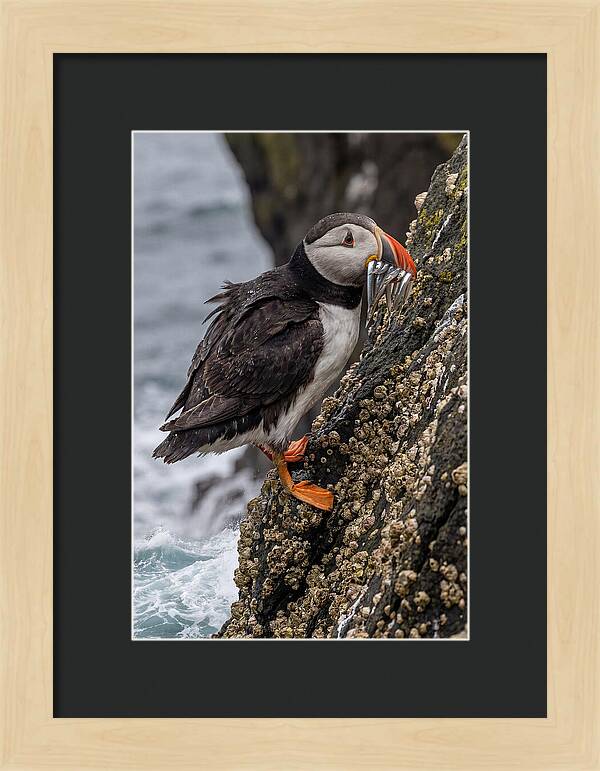 Puffins Bounty A Coastal Delight