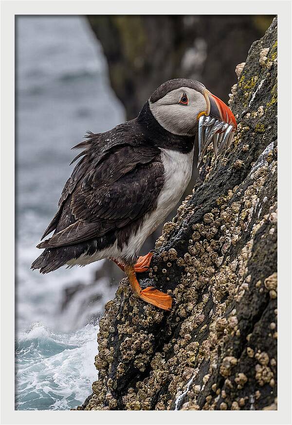 Puffins Bounty A Coastal Delight